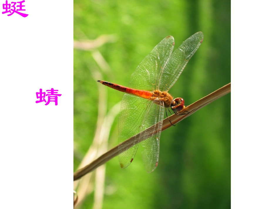 《美丽的昆虫教学》_第3页