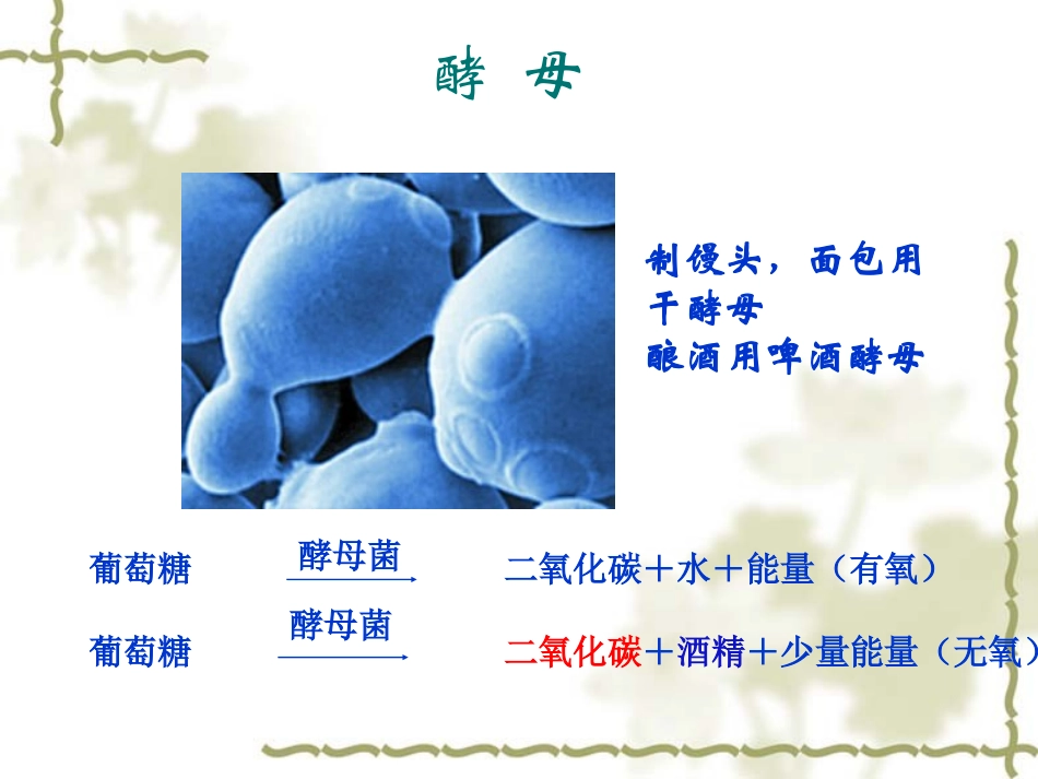 人类对细菌和真菌的利用_第2页