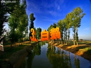 白鹅PPT课件 (3)
