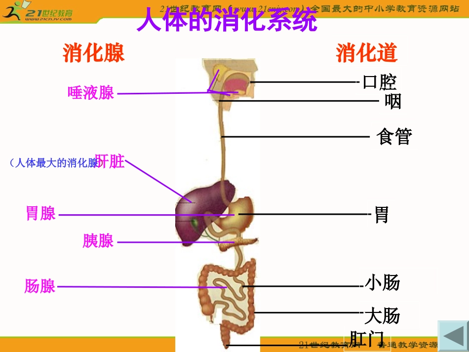 生物：苏教版七年级下92人体的消化与吸收（课件）_第3页