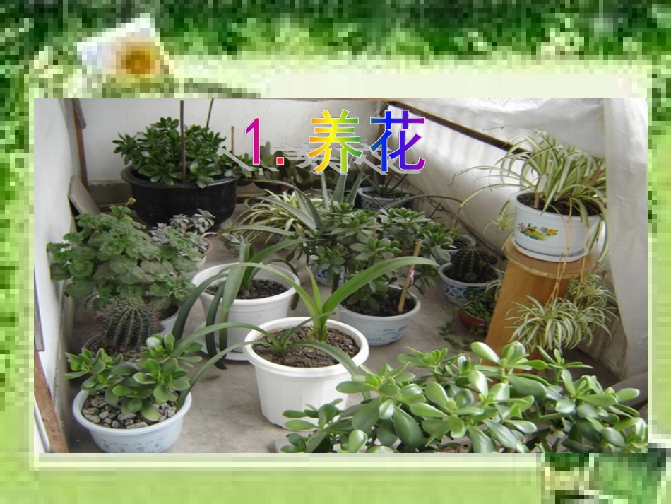 《养花》课件_第1页