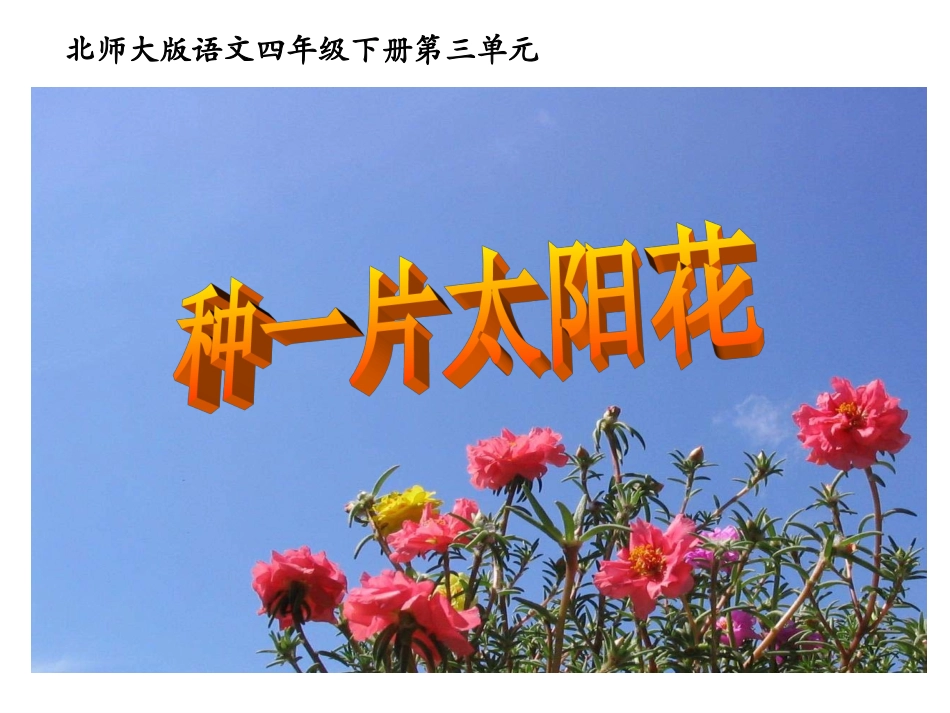 北师大版四年级语文下册《种一片太阳花2》PPT课件_第1页