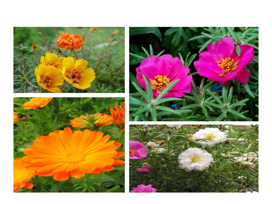 北师大版四年级语文下册《种一片太阳花2》PPT课件_第3页