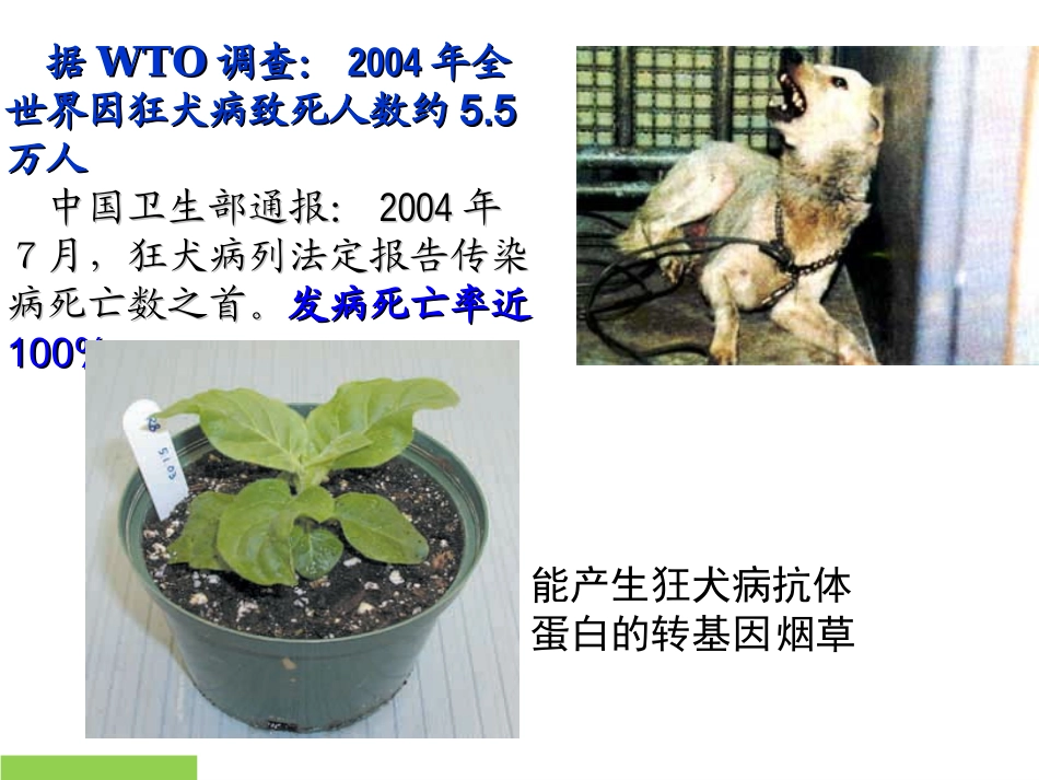 DNA重组技术的工具_第2页