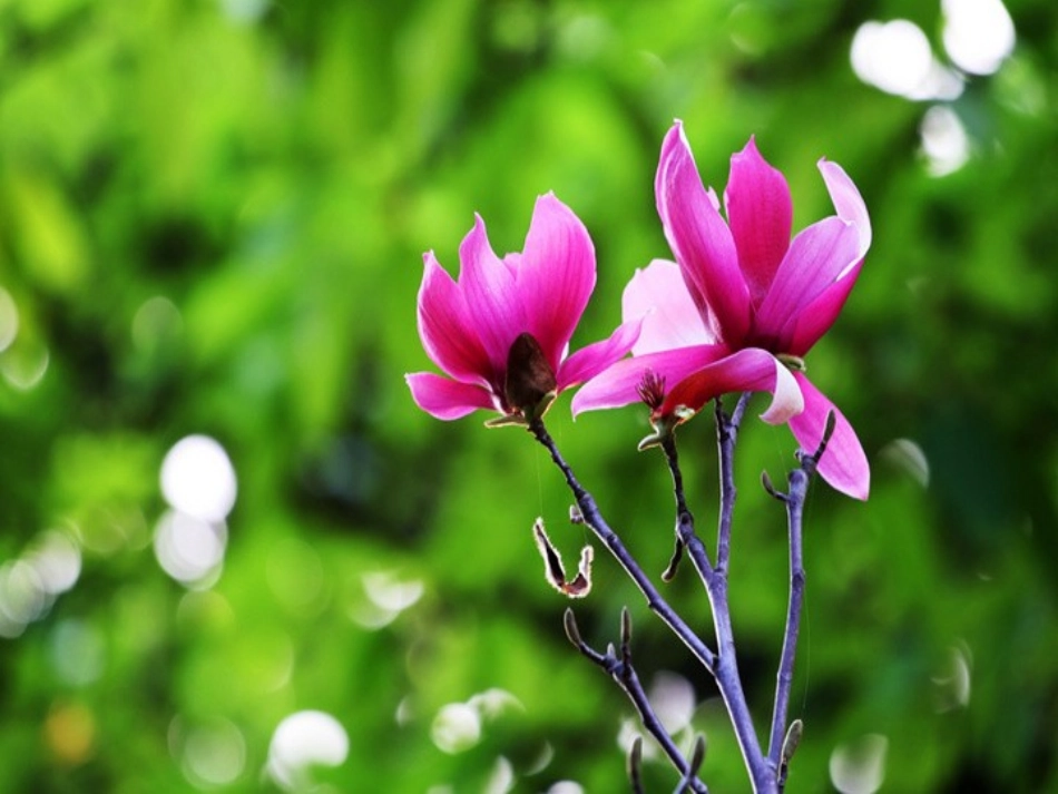 理想的翅膀课件1_第3页