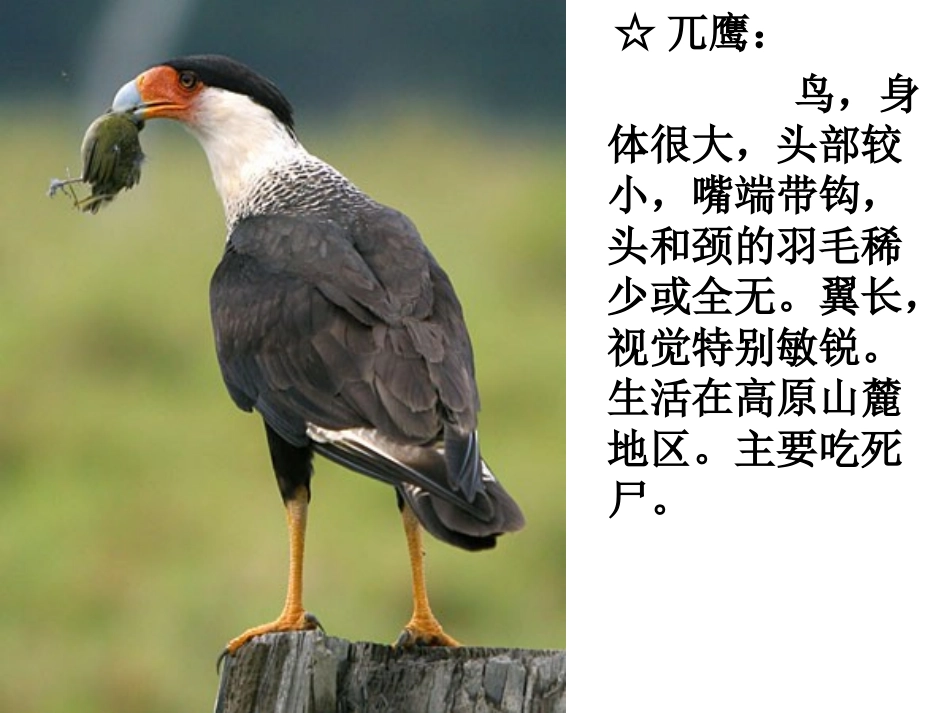 空中霸王的克星_第2页