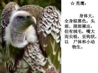 空中霸王的克星