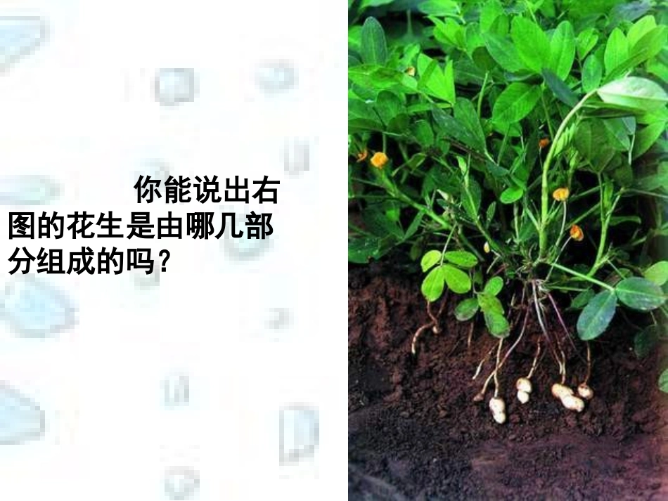 《多细胞生物体的组成》参考课件2_第1页