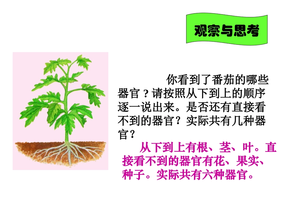 《多细胞生物体的组成》参考课件2_第3页