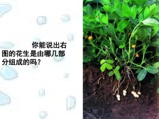 《多细胞生物体的组成》参考课件2