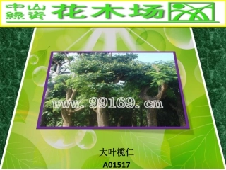 花木,园林绿化,广东花木之大叶榄仁,垂榕,大叶紫微,大叶榕图片赏悦43