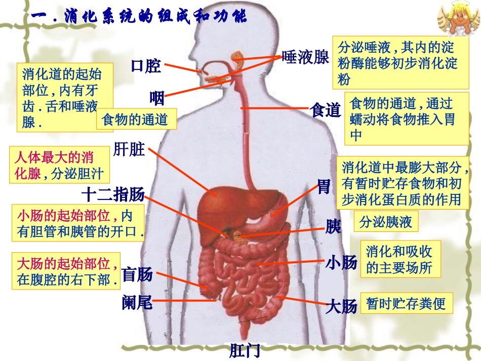 一消化系统的组成和功能_第2页