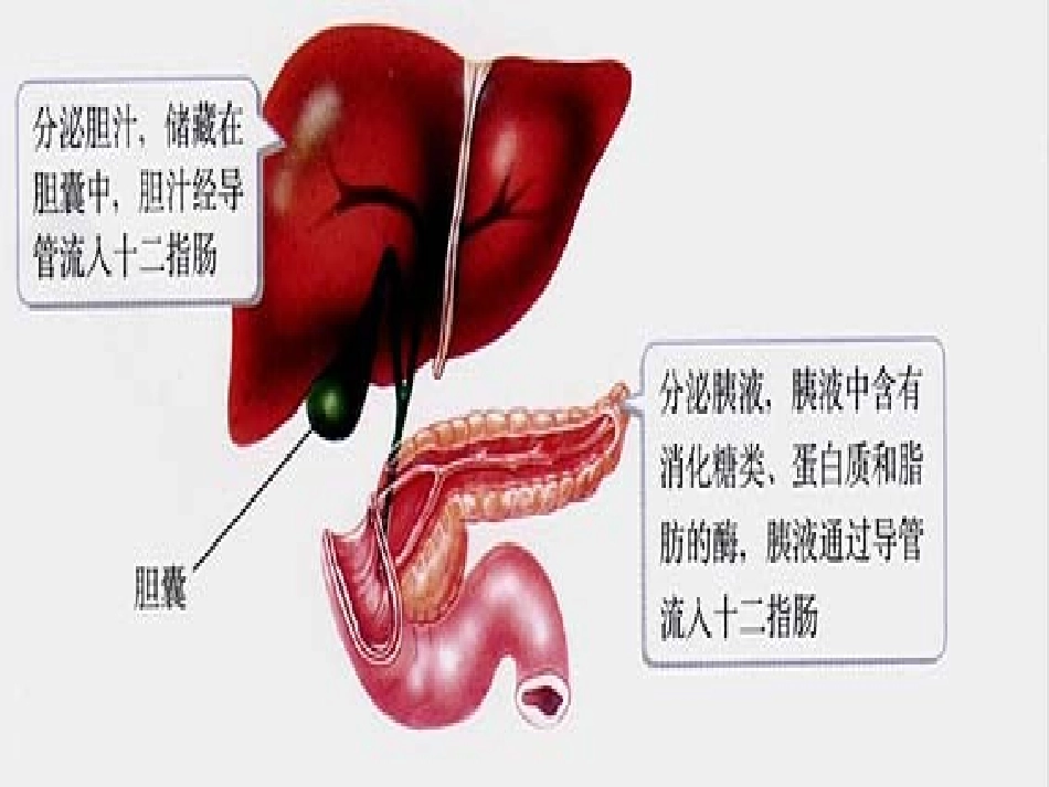 一消化系统的组成和功能_第3页
