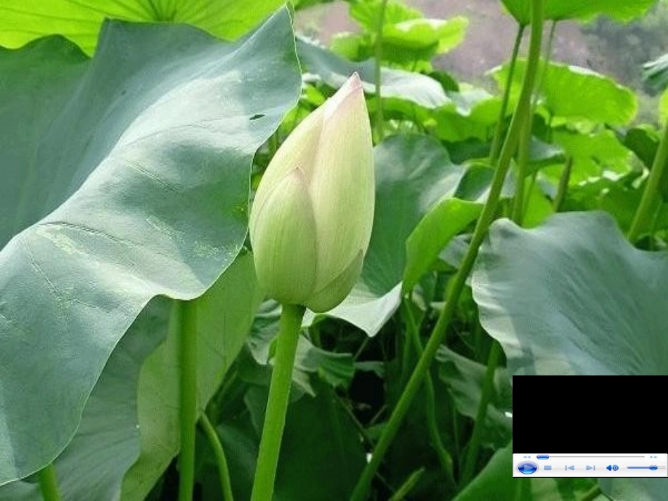 《荷花》课件_第2页