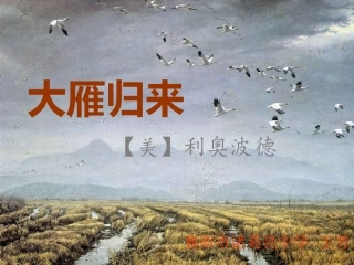 《大雁归来》课件