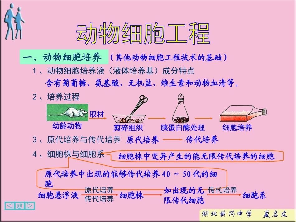 动物细胞工程_第1页