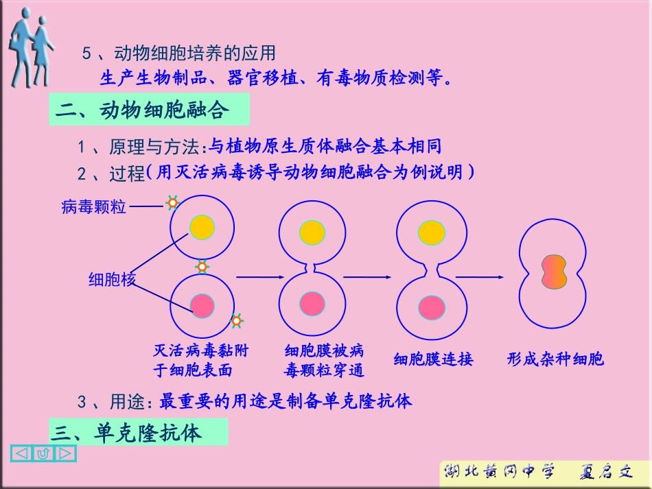 动物细胞工程_第2页