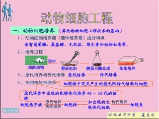 动物细胞工程