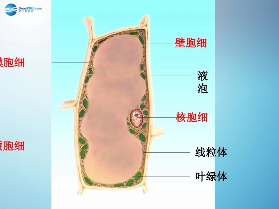 2014秋七年级生物上册第三章第二节人和动物细胞的结构和功能（第2课时）课件苏教版_第2页