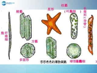 2014秋七年级生物上册第三章第二节人和动物细胞的结构和功能（第2课时）课件苏教版