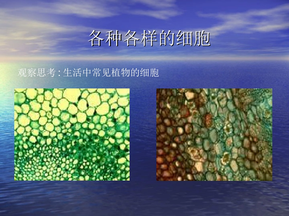 观察植物细胞_第2页