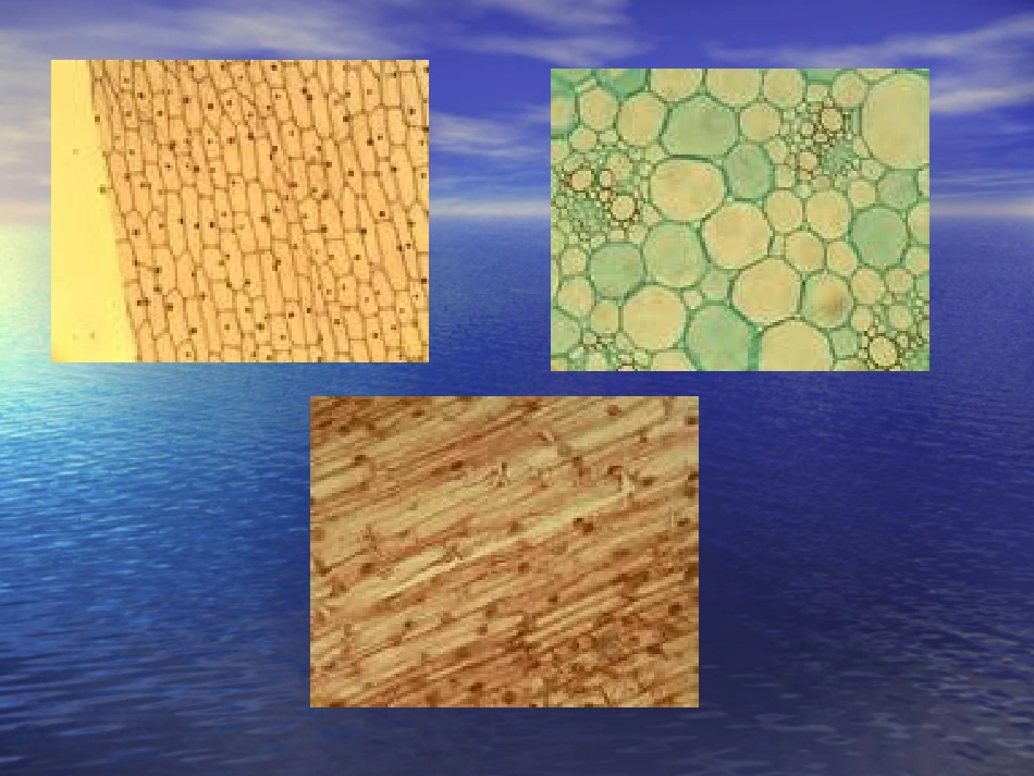 观察植物细胞_第3页