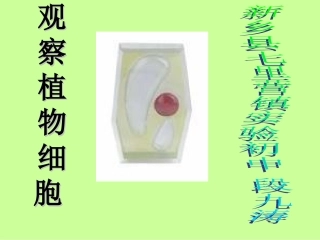 观察植物细胞