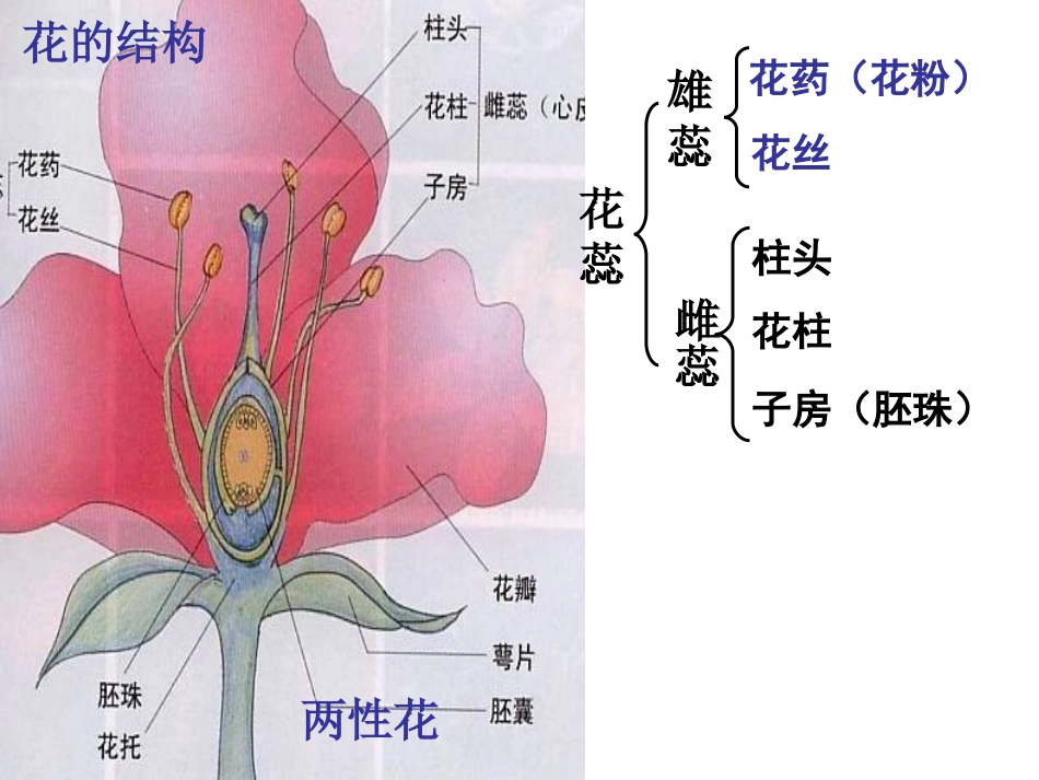 孟德尔的豌豆杂交实验一_第1页