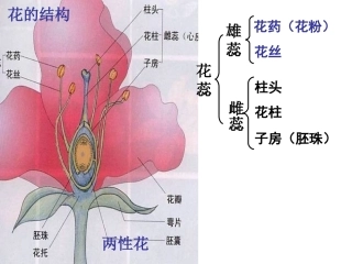 孟德尔的豌豆杂交实验一