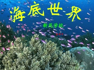 海底世界课件1