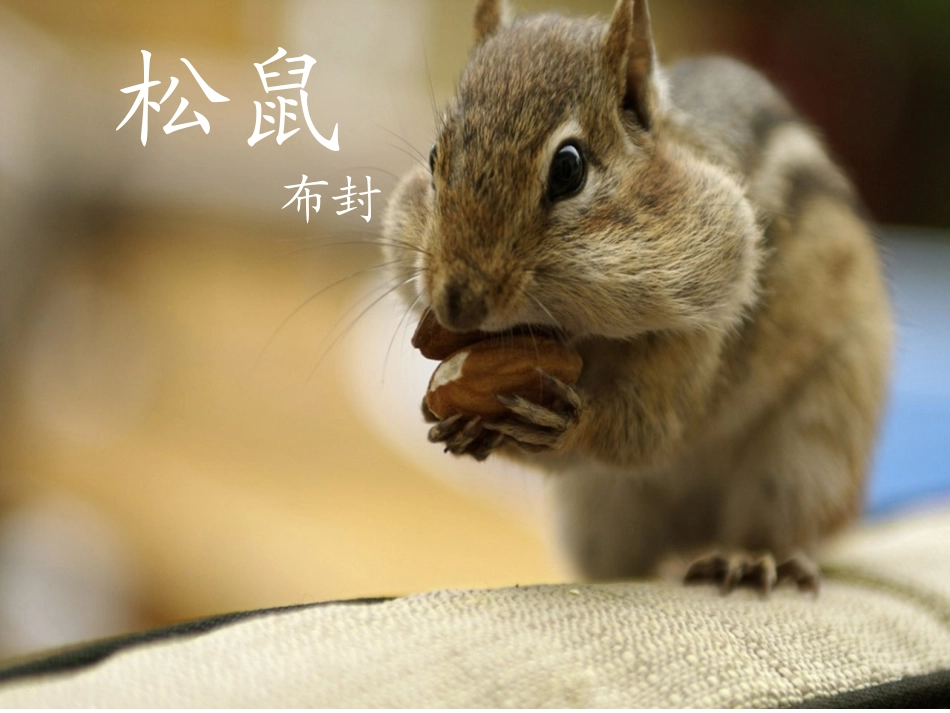 松鼠课件PPT (2)_第2页