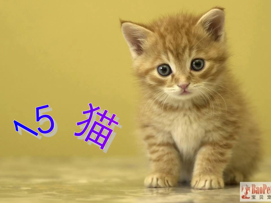 猫的--教学课件_第1页