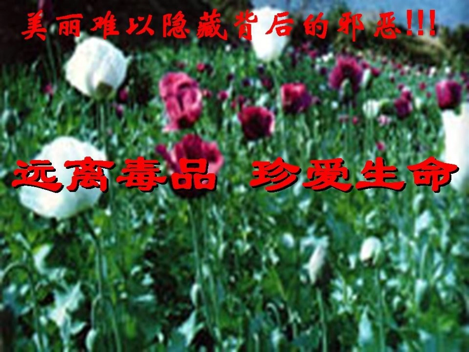 禁毒主题班会_第2页