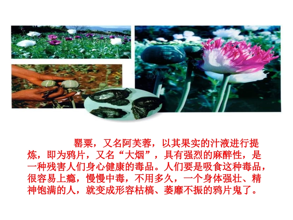 《鸦片战争》_第1页