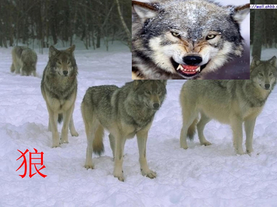 鹿和狼的故事演示文稿_第2页