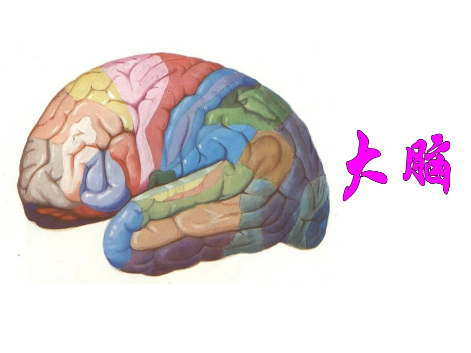 《大脑》教学课件_第3页