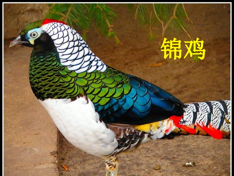 人教版二年级上册识字7课件_第3页