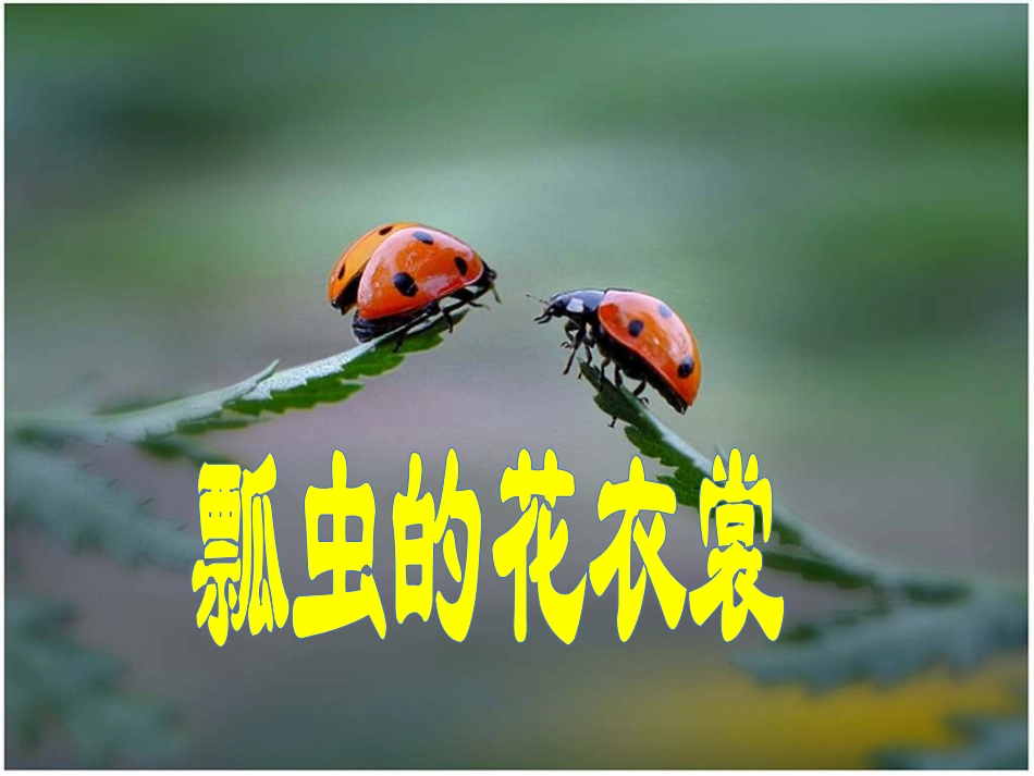 飘虫的花衣裳_第1页