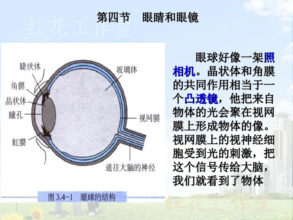 人教版《34眼睛与眼镜》课件_第2页