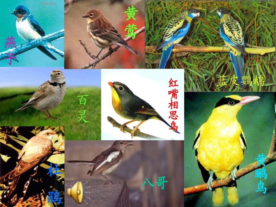 小学二年级语文上册课件-红领巾真好_第3页