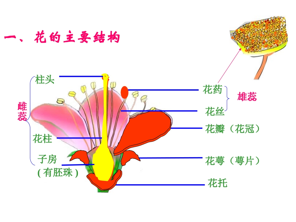 初中生物《植物的开花和结果》课件[1]_第3页