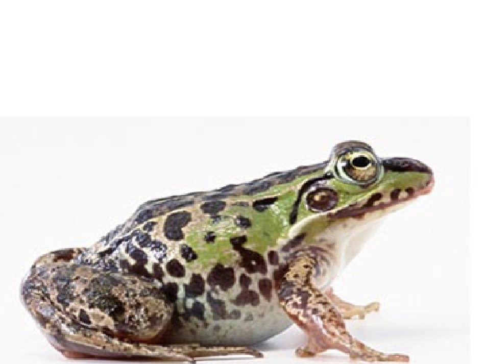 八年级生物下册第七单元第一章第三节两栖动物的生殖和发育_课件_第2页