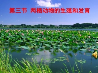 八年级生物下册第七单元第一章第三节两栖动物的生殖和发育_课件