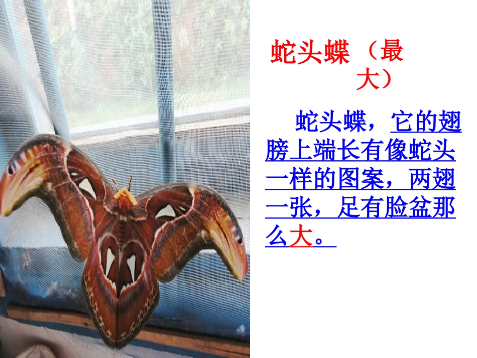 《台湾蝴蝶甲天下》修改本_第2页