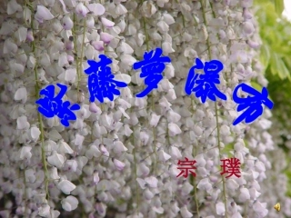 紫藤萝瀑布_优质教案