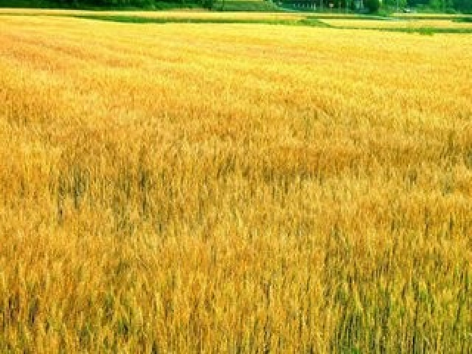 写景状物写作小窍门_第2页