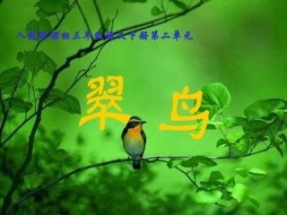 (北师大版)三年级语文上册课件_翠鸟