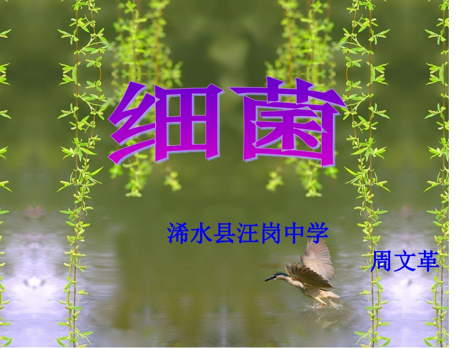 《细菌》说课课件_第1页