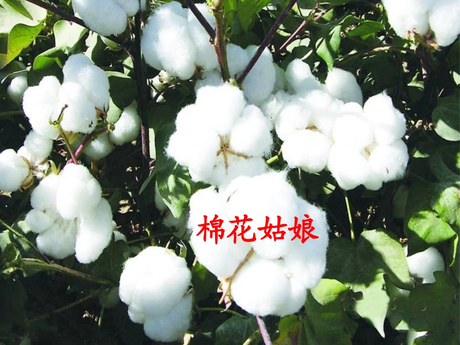 棉花姑娘__课件_豹豹_第2页