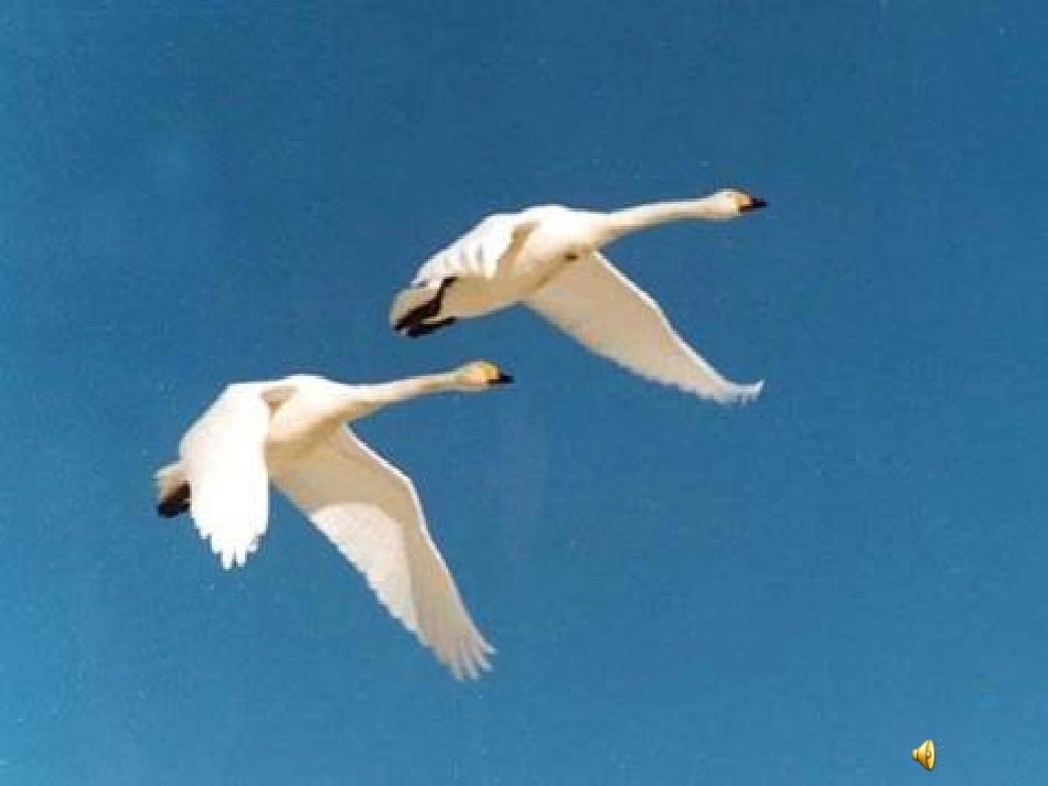 小学二年级下册《丑小鸭》PPT_第2页